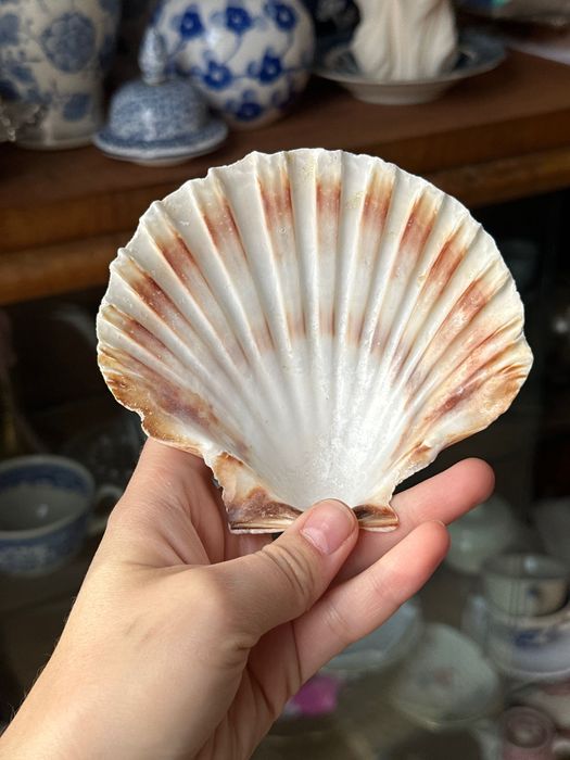 Muszla naturalna