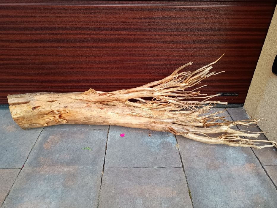 Olbrzymi, gruby naturalny korzeń do akwarium