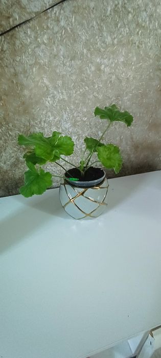 Сим Праліне пеларгонія