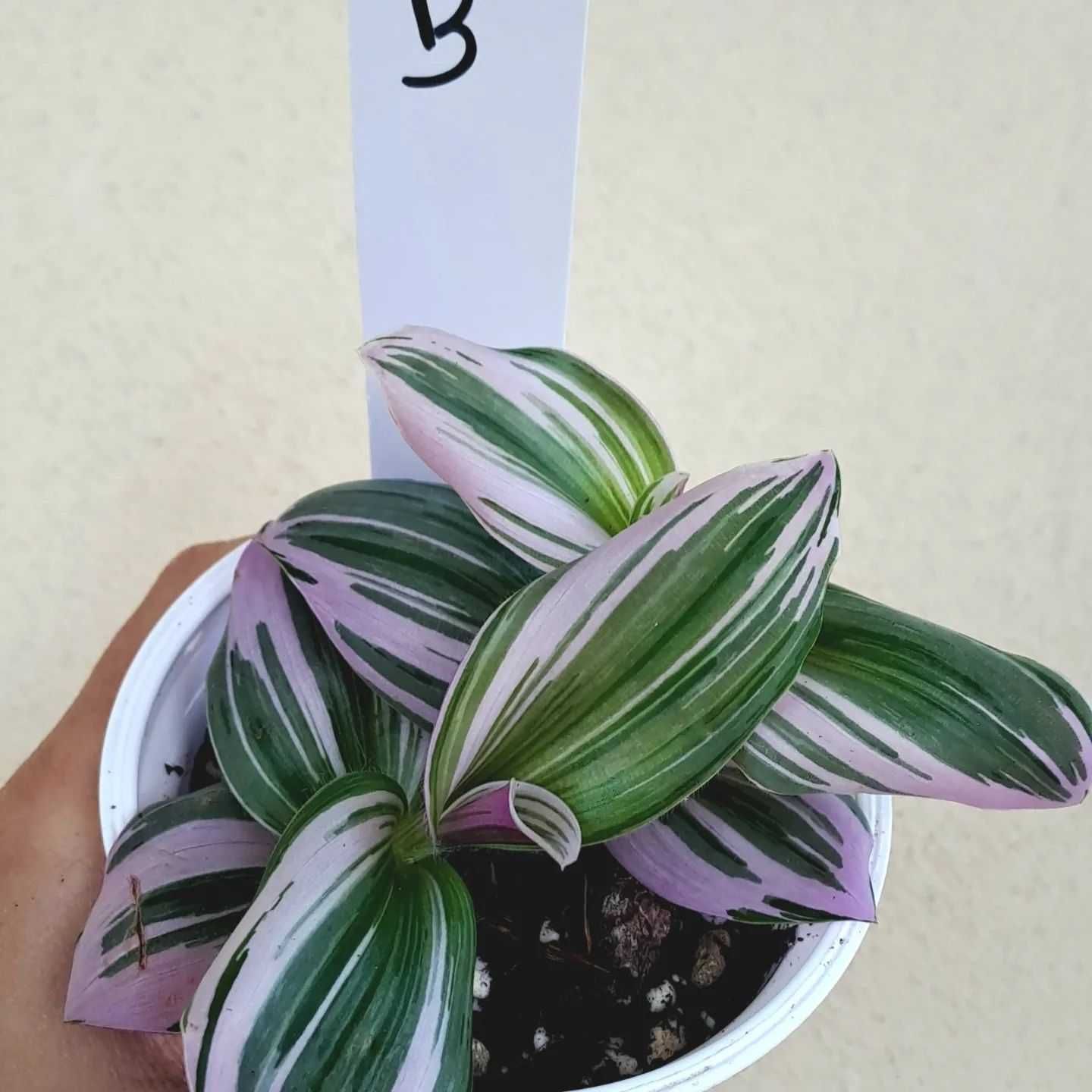 [Planta] Tradescantia albiflora 'Nanouk'