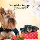 Szczeniaczek York shire terrier xs