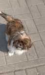 Shih-tzu- suczka