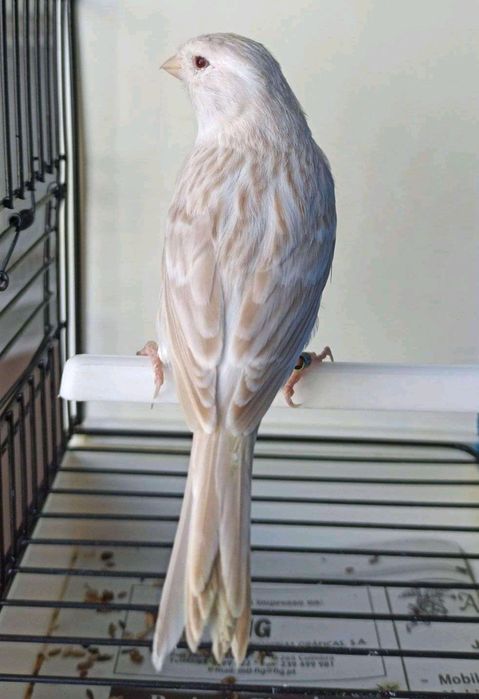 Canários Satiné branco / portadores Isabel