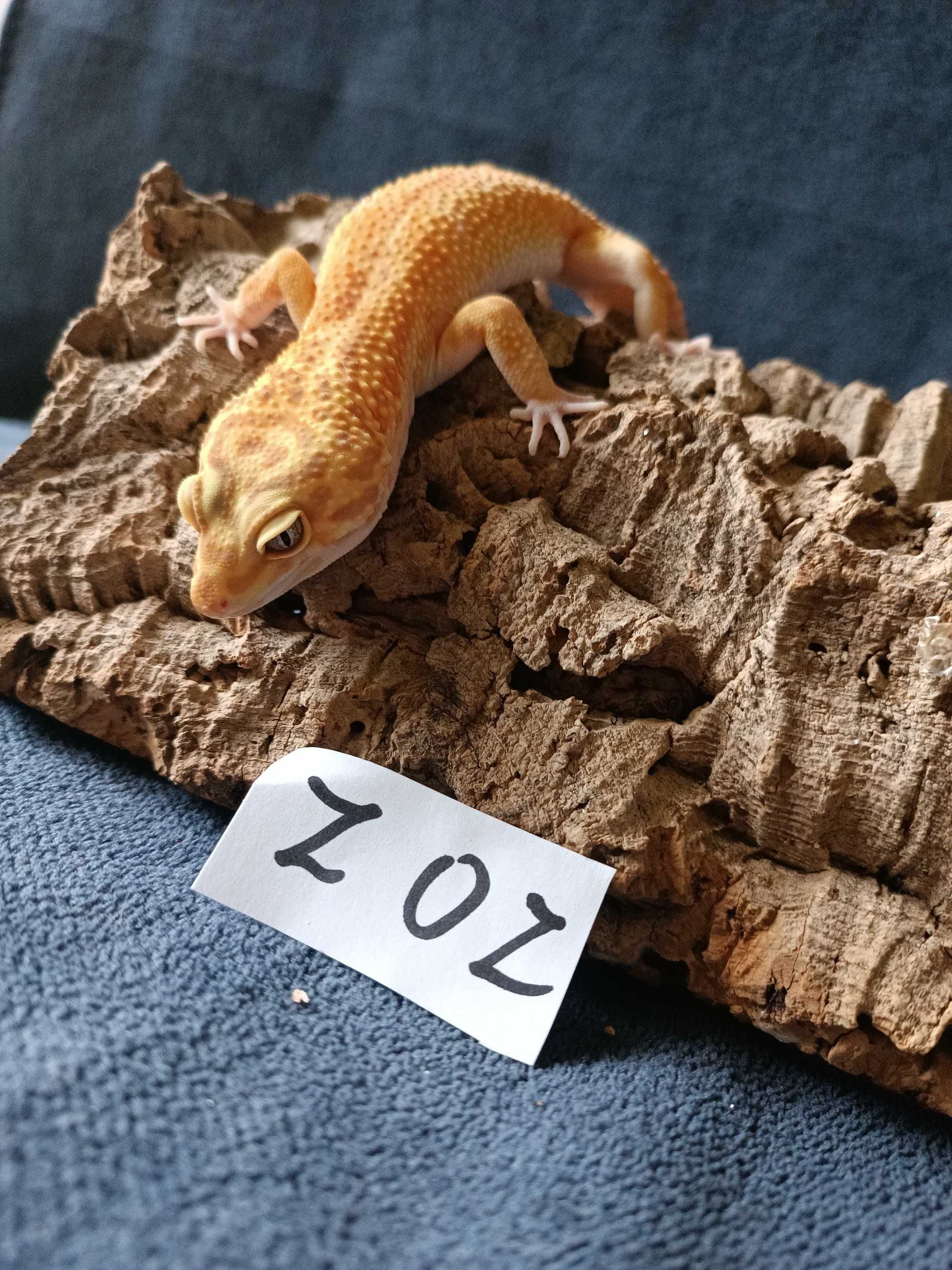 Gekon lamparci Id : [Z0Z] Więcej informacji w opisie