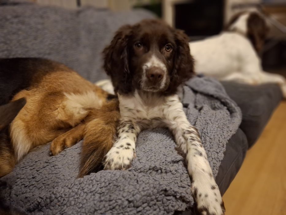 Springer spaniel