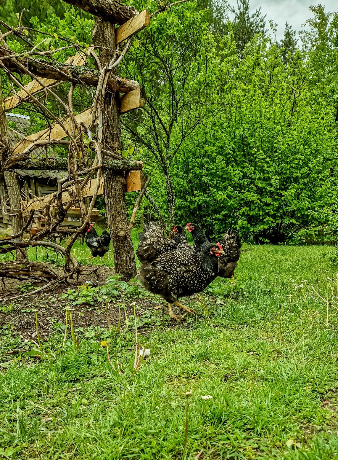 Barnevelder jaja lęgowe