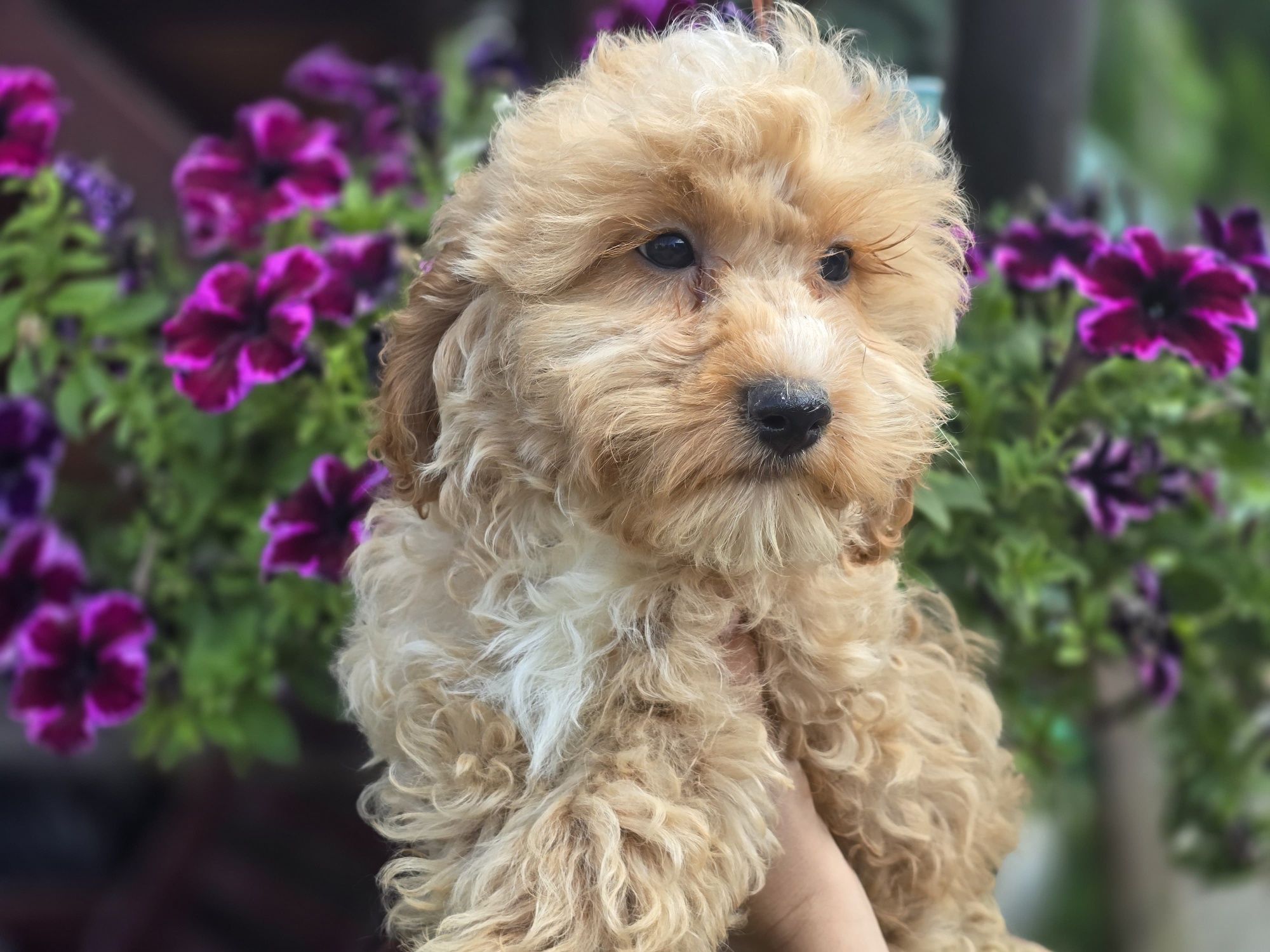 Maltipoo f1 piesek szczeniak do odbioru szczenię
