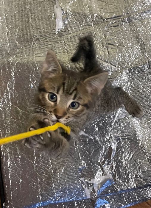 Кошенята таббі, 2 міс. Є метис черепахового кота