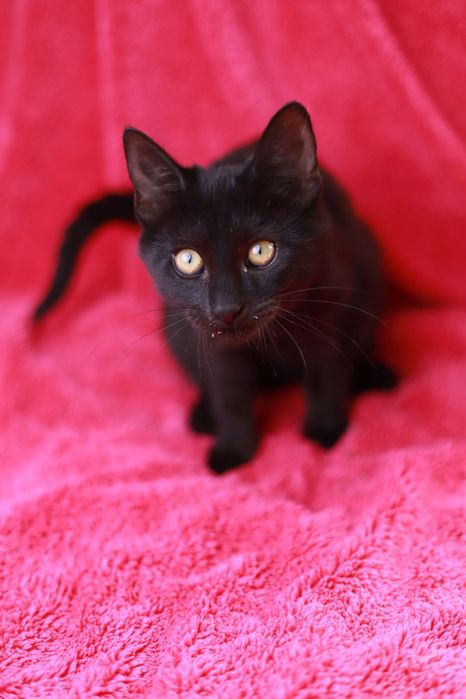 Urocza czarna kotka poleca się do adopcji