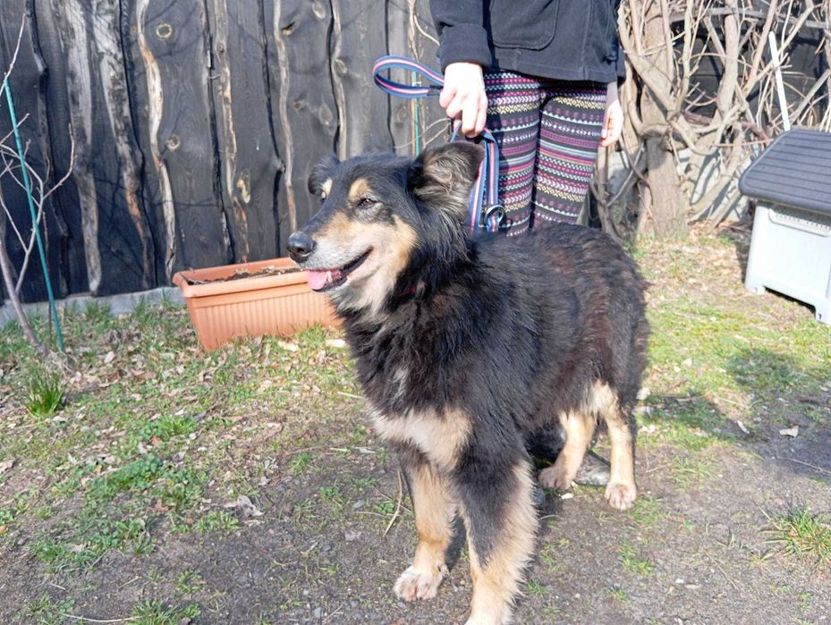 Belgia - super fajna sunia szuka domu