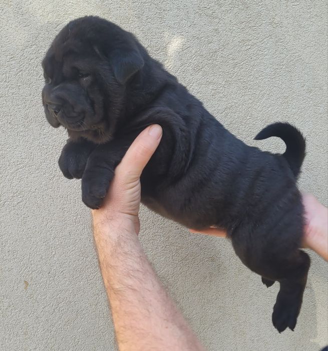 Sharpei femea preta