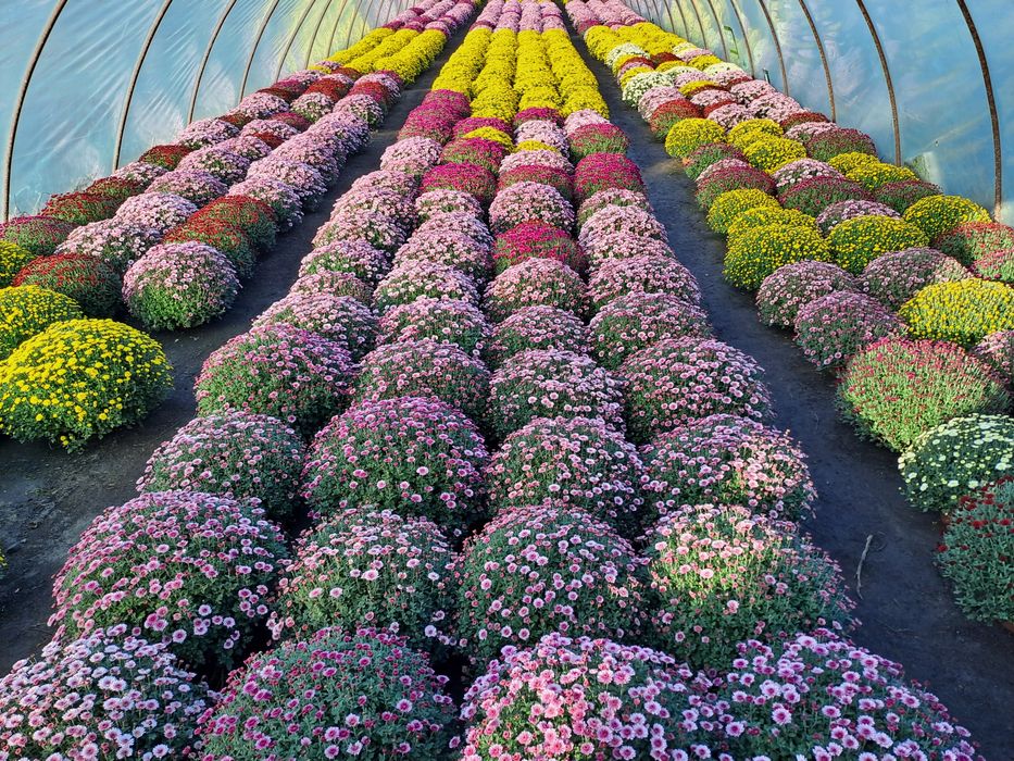 Chryzantemy drobnokwiatowe