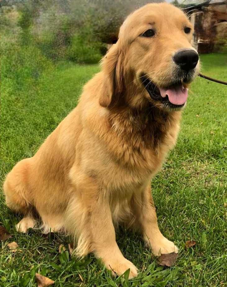 Golden Retriever - złoty szczeniak piesek.