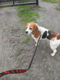 Suka Beagle Tricolor Rodowód