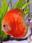 Discus cerca de 10 a 12 cm