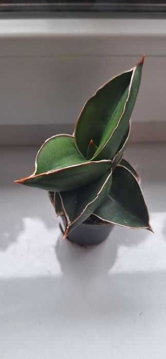 Sansevieria samurai - doniczka 6cm