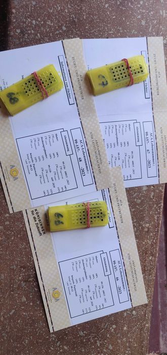 Бджоломатка Карніка Лампрехт ( Lamprecht) австрійський матеріал )