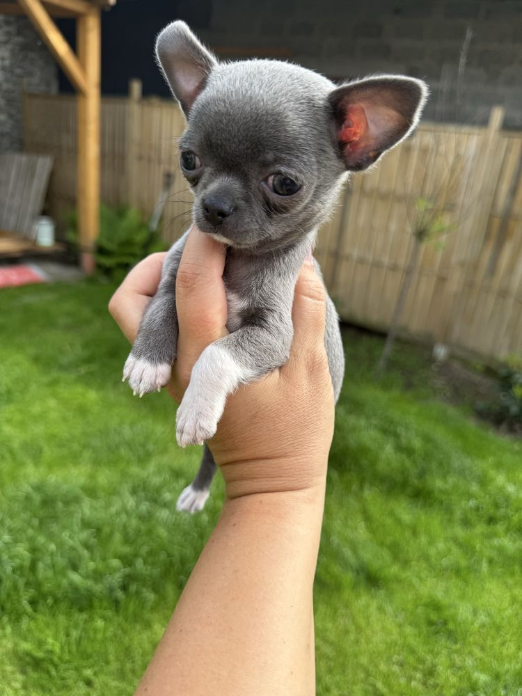 Chihuahua suczka srebrzysto niebieska