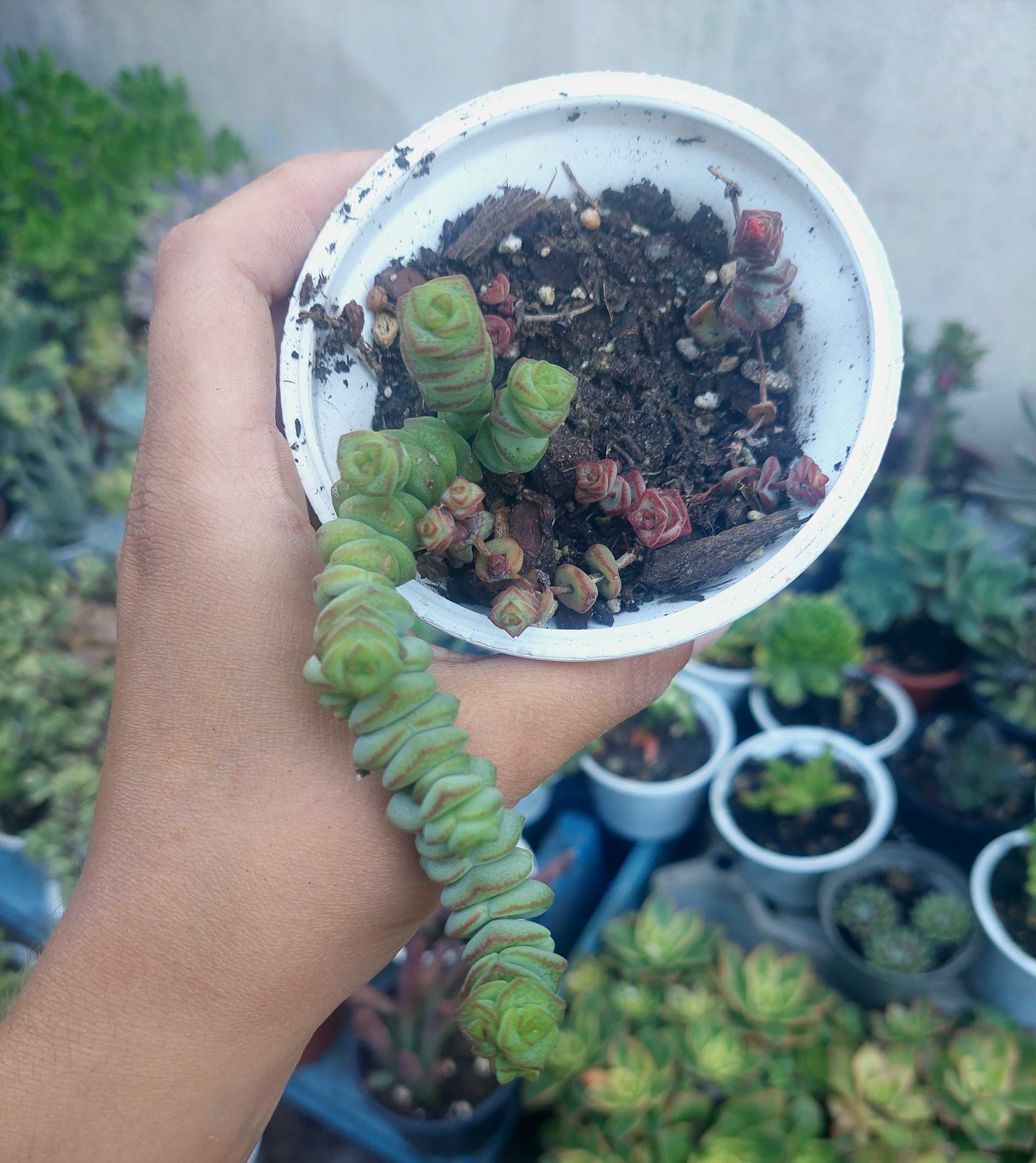 [Planta] Crassula marnieriana