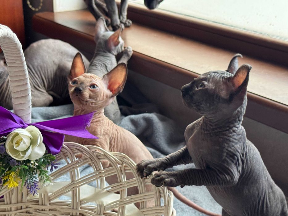 Сфінкси,які вміють приносити Щастя