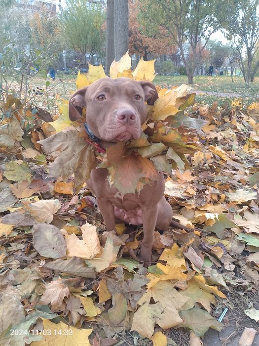 Є цуценята пітбуля, залишилось 2