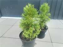 Tuje Szmaragd w donicach 3L wysokie 30-40cm.