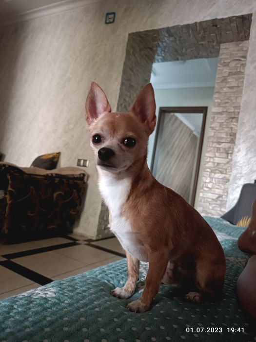 Вязка чихуахуа !!