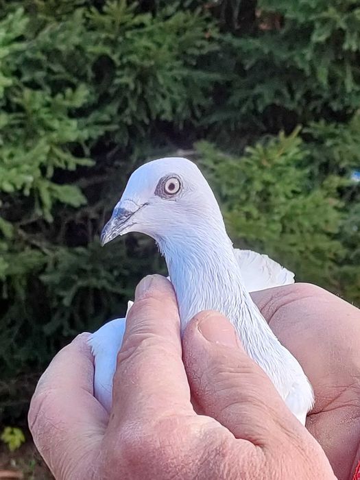 Gołębie Jasne na białych ogonach