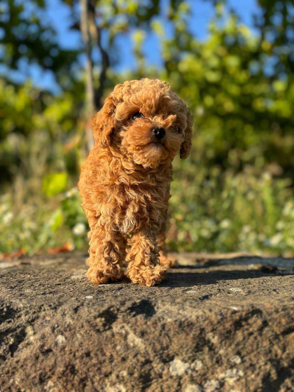 Toy Caniche Mini Micro Menina 1,2 kilo