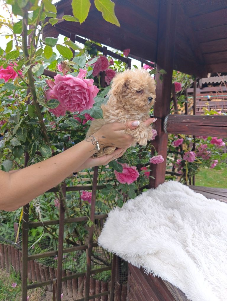 Szczeniak Maltipoo