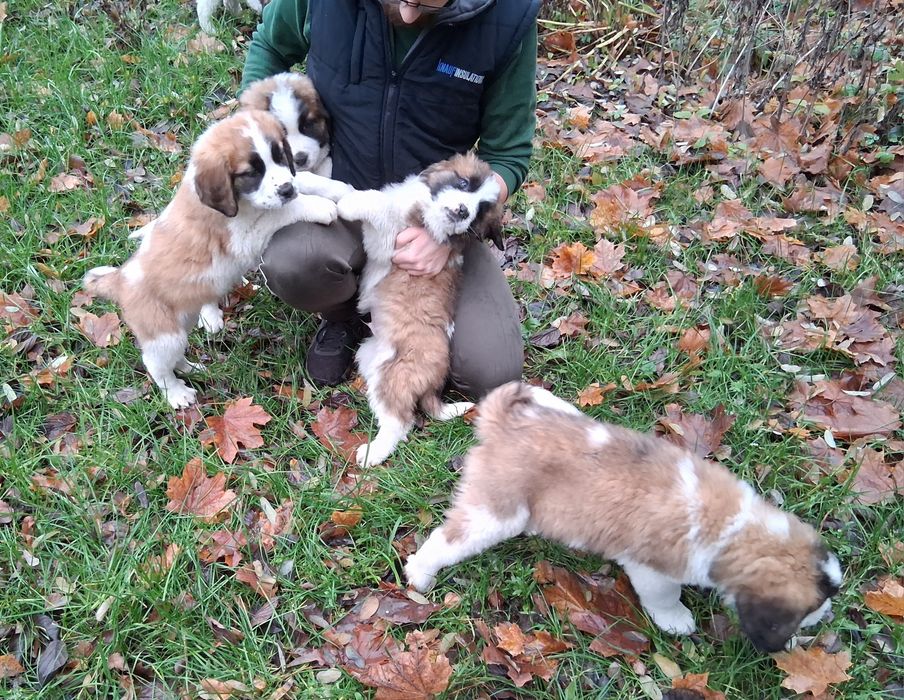 Szczenięta w typie Bernardyna