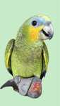 Amazona amazinica F 2025
