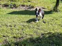 Buldog francuski marengo sunia Amanda