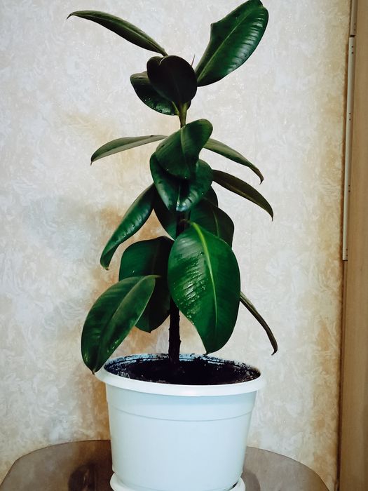 Фікус  робуста, еластіка