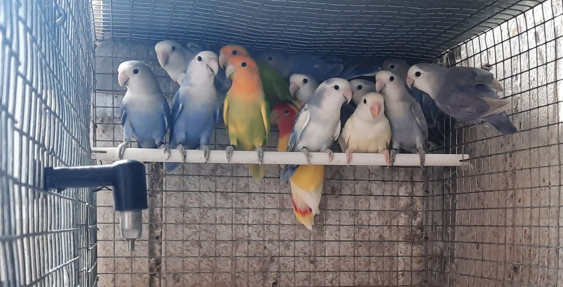 Disponíveis agapornis