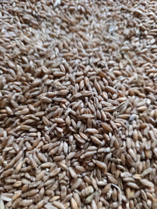 Sprzedam pszenżyto ozime tegoroczne