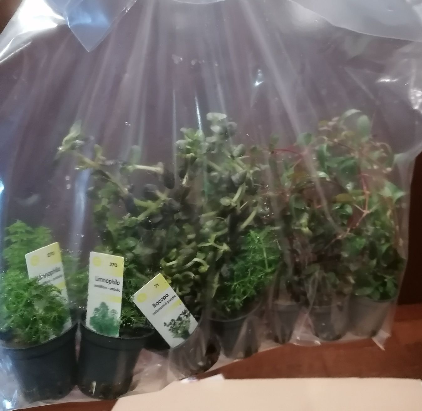 Plantas de aquário