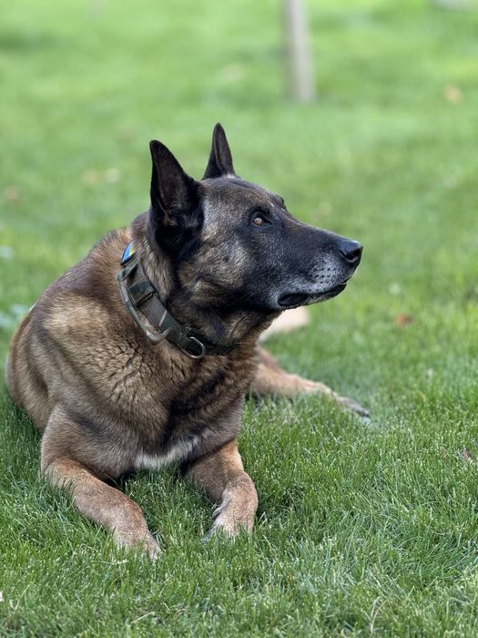 Кобель малінуа шукає сучку для вʼязки