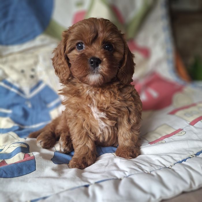 Cavapoo po wszystkich szczepieniach, do rezerwacji