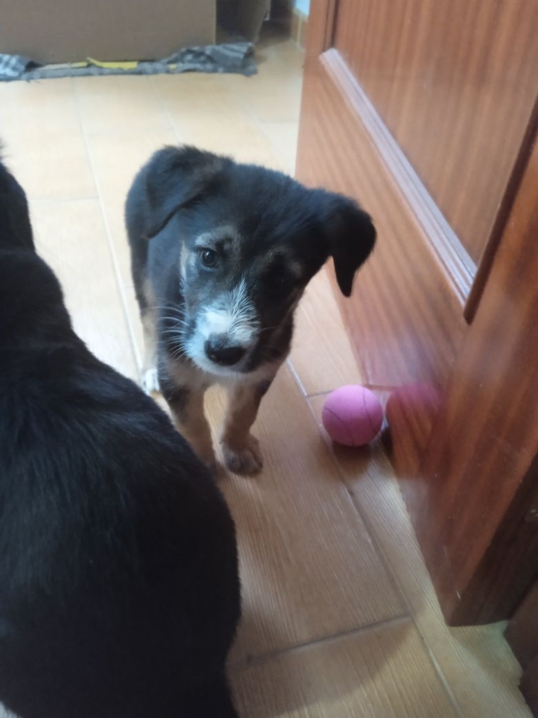 Dou cachorrinha fêmea