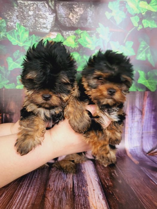 Хлопчик та дівчинка міні