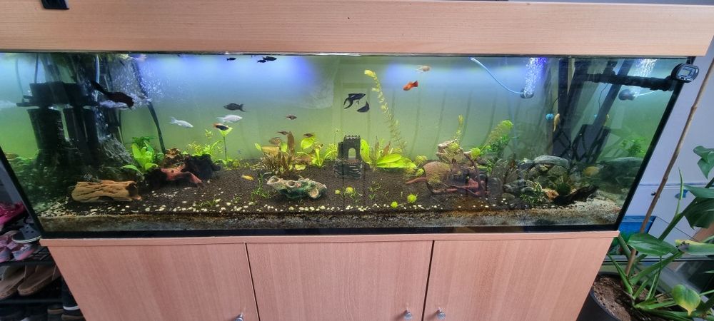 Akwarium 400l ze wszystkim