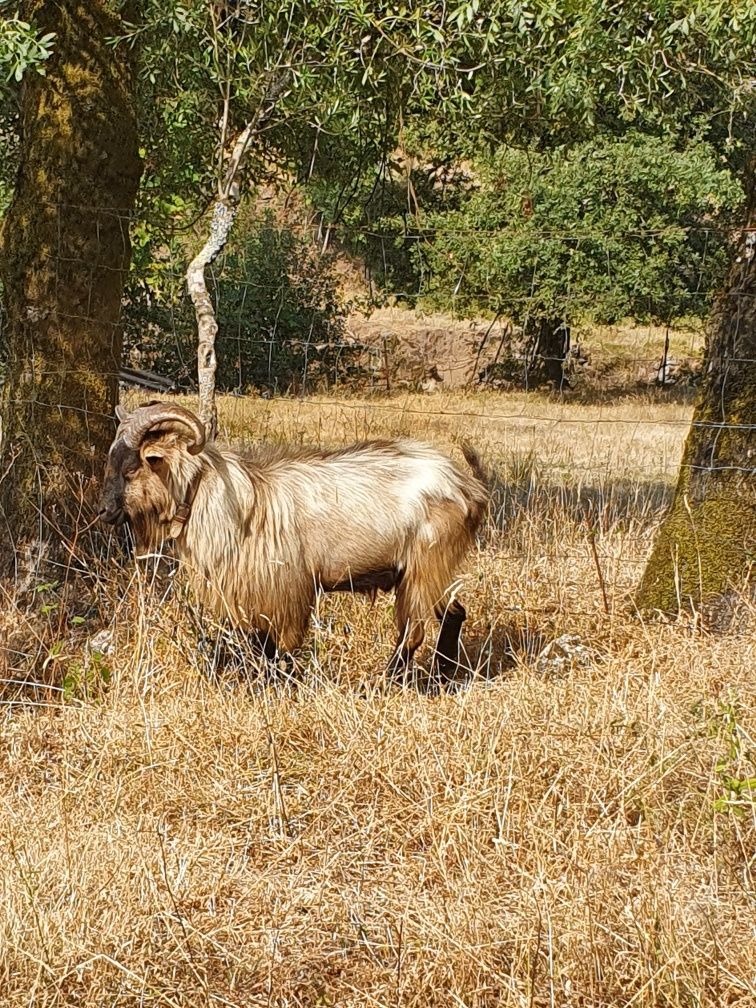 2 cabras e um chibo