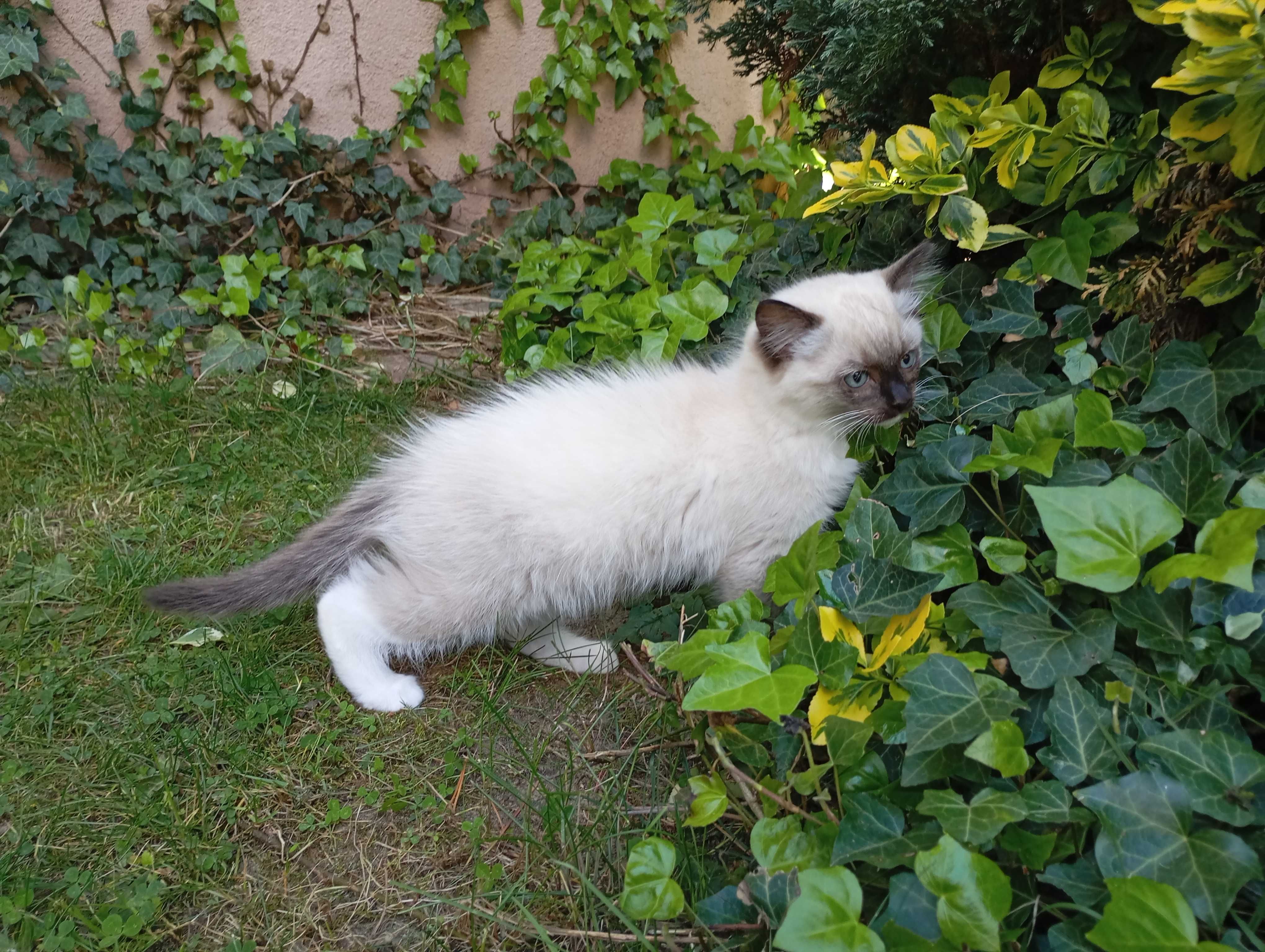 Kocurek Ragdoll z rodowodem