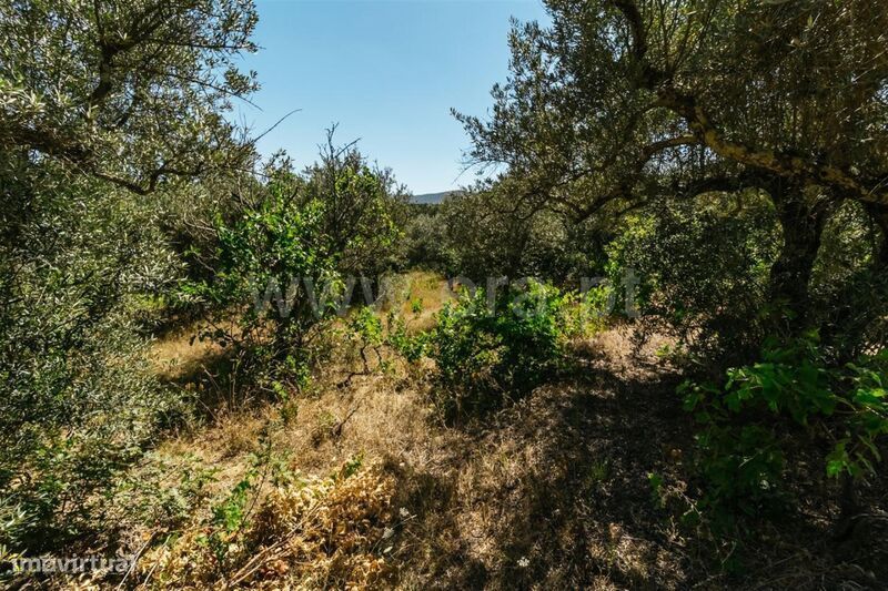 Terreno / Fundão, Carvalhal