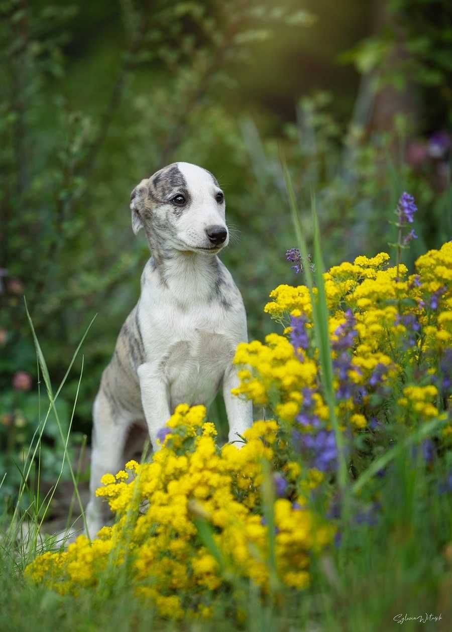 Whippet piekny chłopczyk