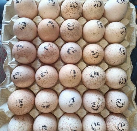 Інкубаційні яйця та інкубатори, відправка по Украї