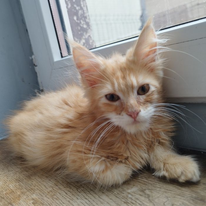 Dziewczynka Maine Coon