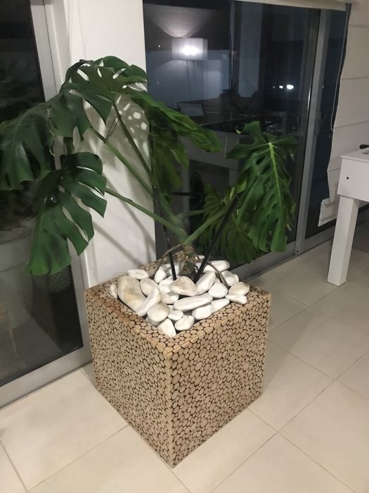 Vaso e planta natural