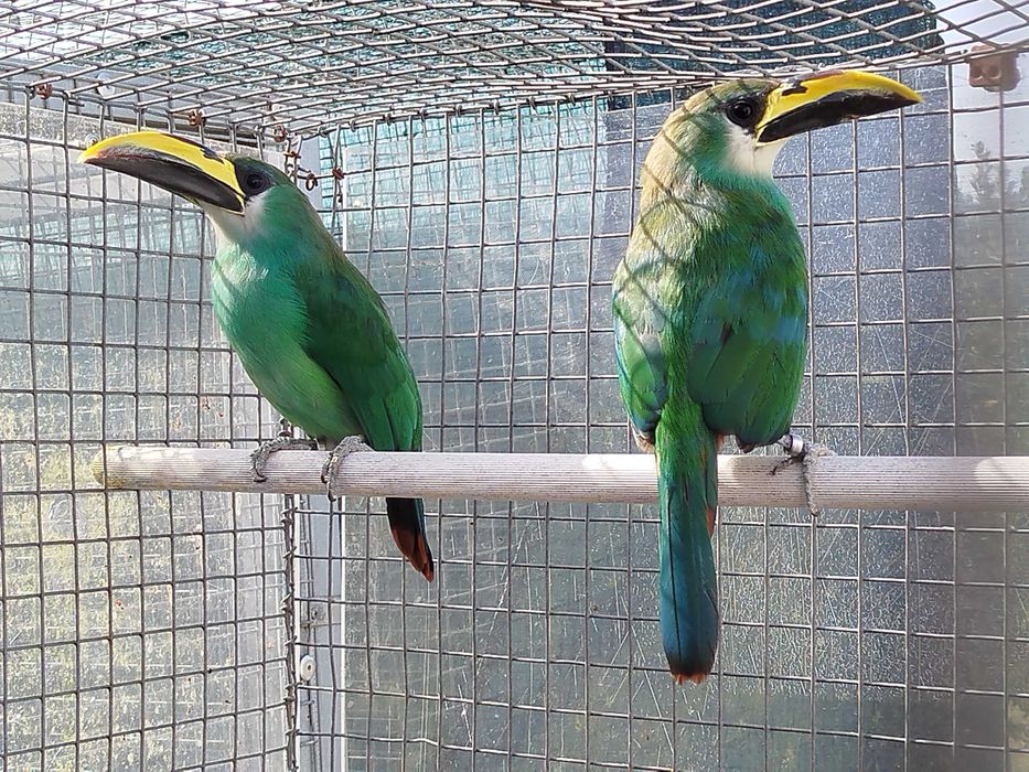 Casais de Tucanetes